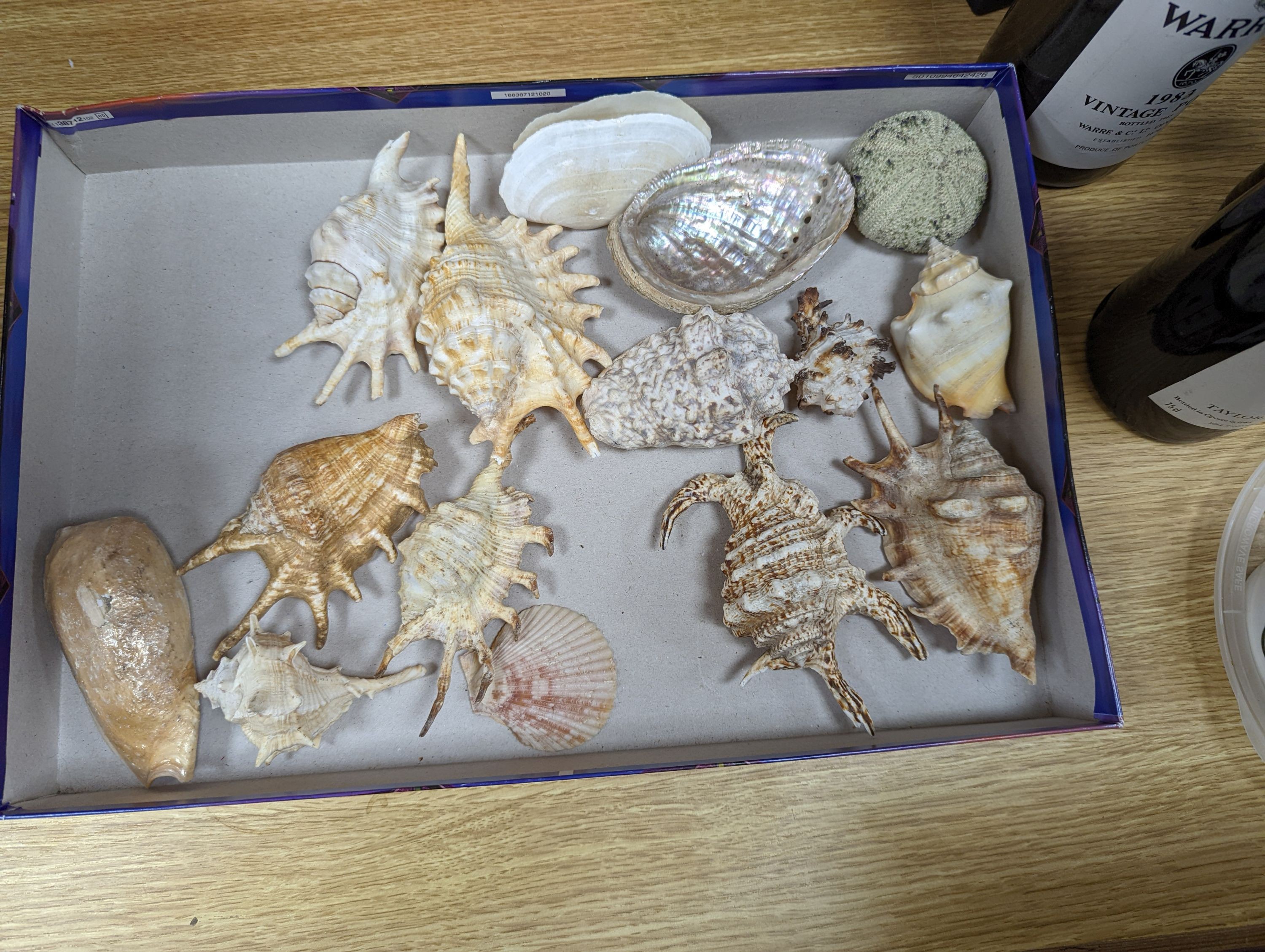 A quantity of various sea shells and fossils etc.